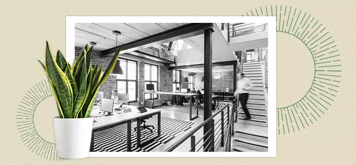 Black and white photo of an open-space concept office, with a colorful plant at the forefront to signify organizational health