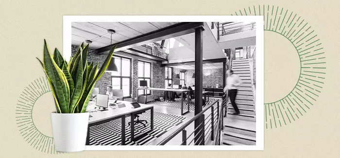 Black and white photo of an open-space concept office, with a colorful plant at the forefront