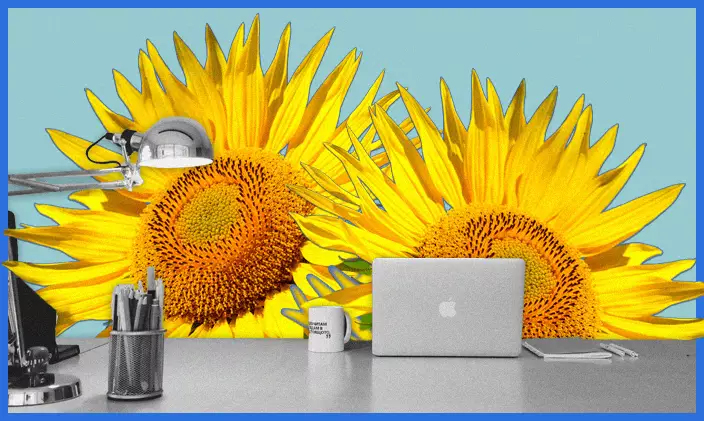 Sunflowers blooming behind a black-and-white desk